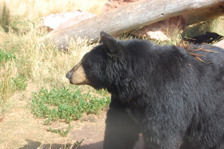 Black bears are okay according to Mike