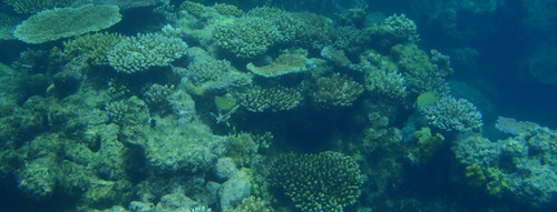 Coral Bed