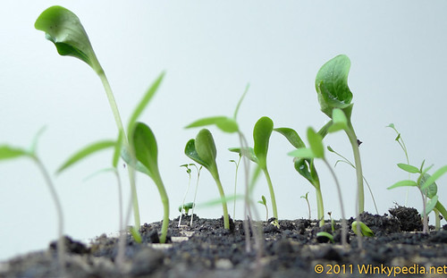 How to germinate seeds successfully? Winkypedia