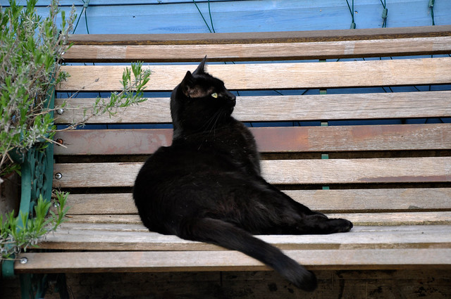 johnston checking out birds