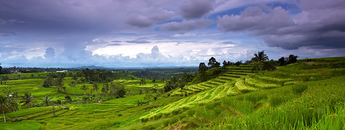 Panorama of rice terrace in Jatiluwih