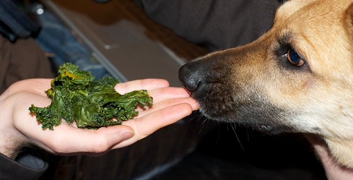 Kale vs. Dog