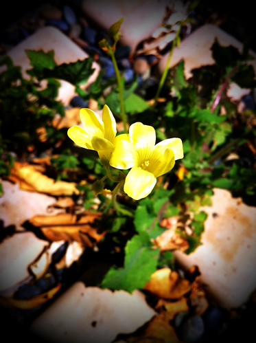 Yellow Flower