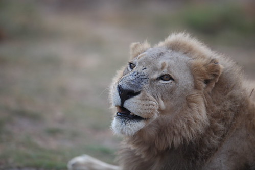 Recording a New Voice for Leo the MGM Lion | Radium Audio Labs