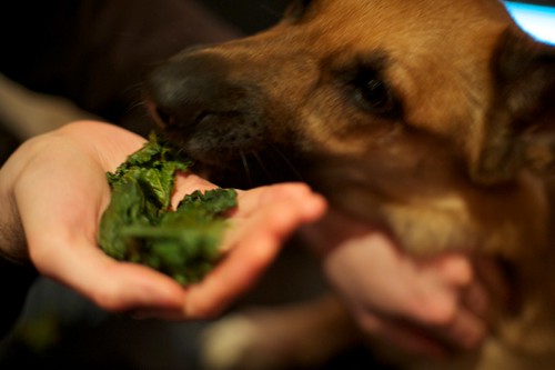 Dogs like kale, too