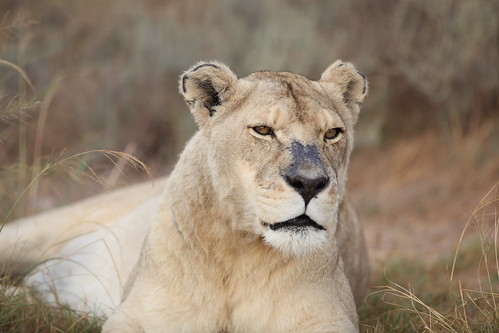 Recording a New Voice for Leo the MGM Lion | Radium Audio Labs