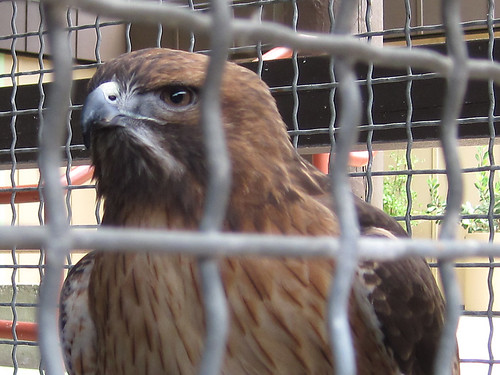 Placerita Canyon - Waterfall - 08