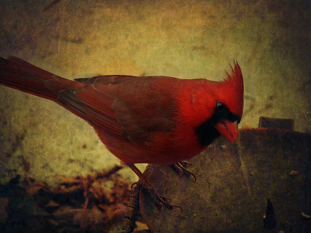 Pretty red bird, he sings it every day!