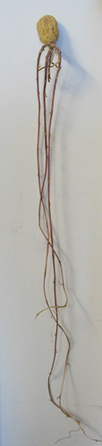 Potato 1