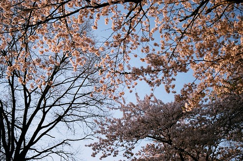 blossoms
