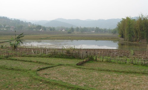 April Rice Field by sjzwier