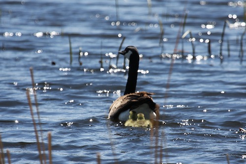 Canadian Goose & Goslings