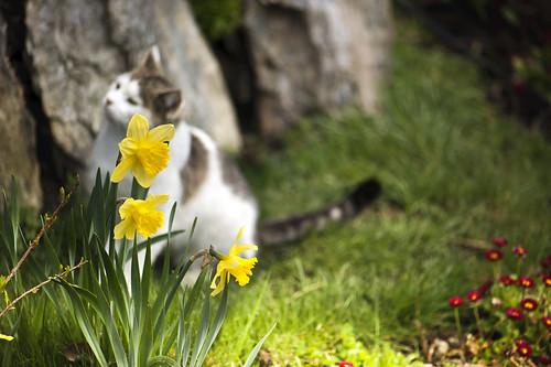 come un micio morbidoso pronto al balzo in braccio a voii