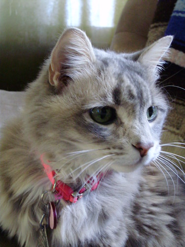 my female cat a long hair grey tabby