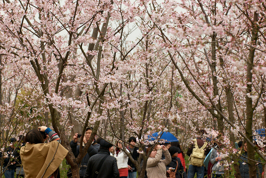 Image from Flickr by Kamal Zharif Cherry blossom festival!!!!
