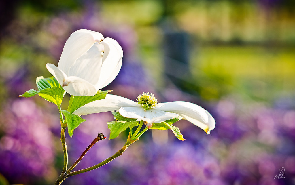 Project 365 [Day 111] Dogwood Bloom in Spring
