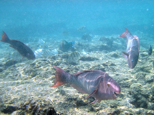 Hgtv shows you some of rhode island's best beaches, from block island, westerly, newport and narragansett to little compton and more. Top 10 Snorkel Beaches On Hawaii Big Island Edition