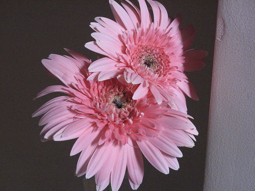 Gerber Daisies