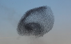 Starlings