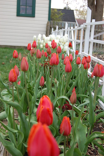 red tulips in foreground with pale yellow tulips in back 