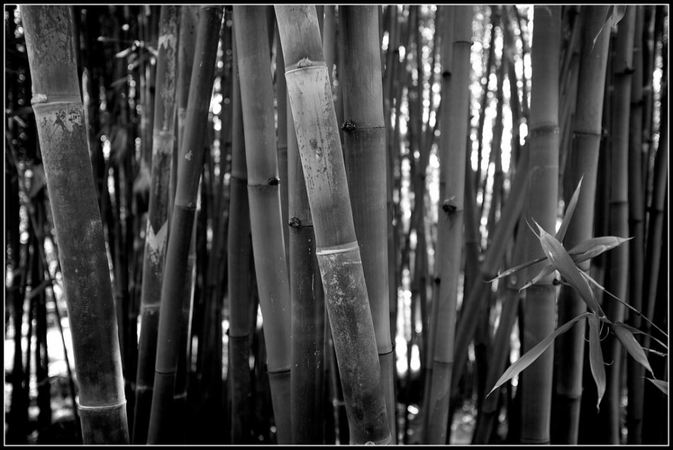 Bamboo