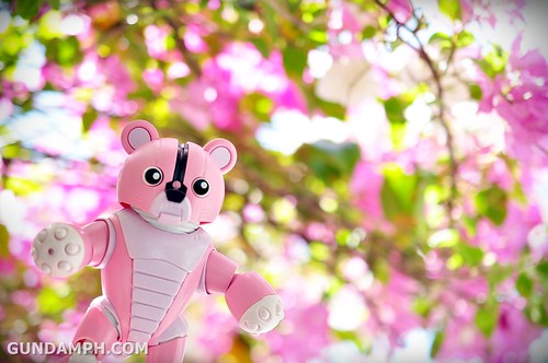 Pink Bearguy at ilocos