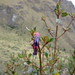 Classic Inca Trail to Machu Picchu
