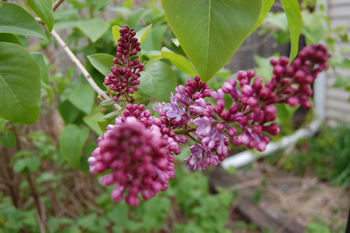 Lilac blooms as a bundle of tight buds