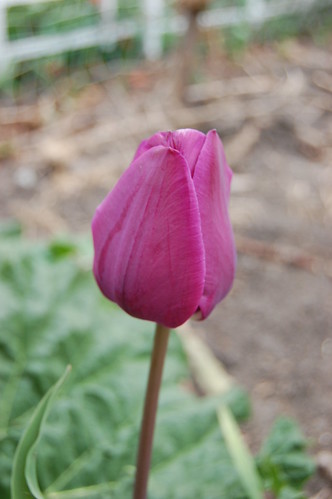 close up of a purple tulip