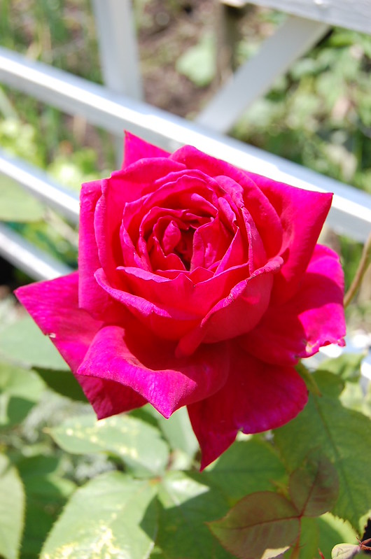Roses 3013 (3)