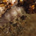 Octopus suckers.