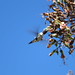 humming bird