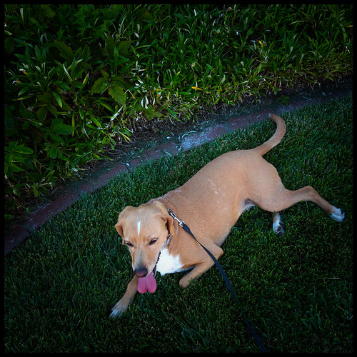Overheating on our afternoon walk by rmeeseiam