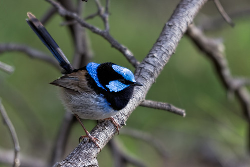 Superb Fairy-wren 2013-09-27 (_MG_2129)
