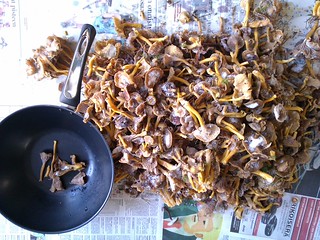 suorittavat-suppilovahverot