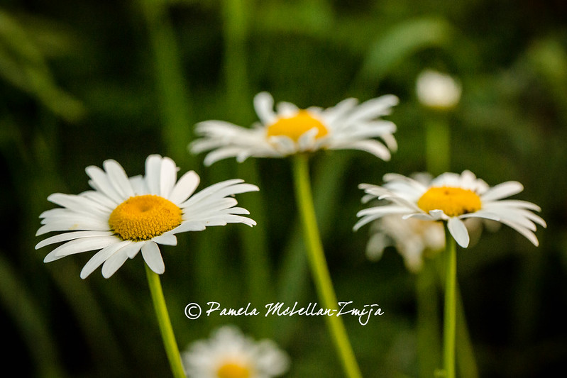 20130819-328C2989-WM