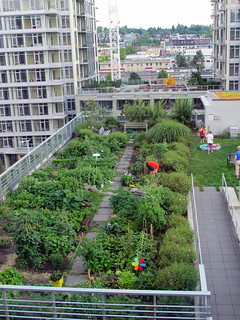 Rooftop Garden - July Jungle