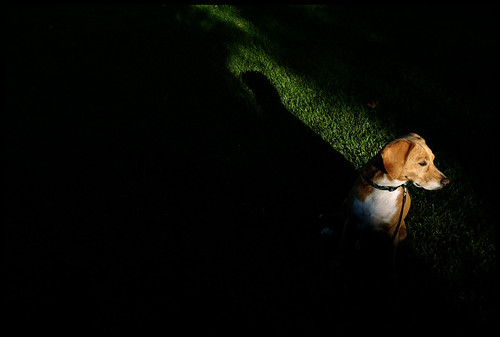 Buddy checking out what's left of the evening sunlight by rmeeseiam