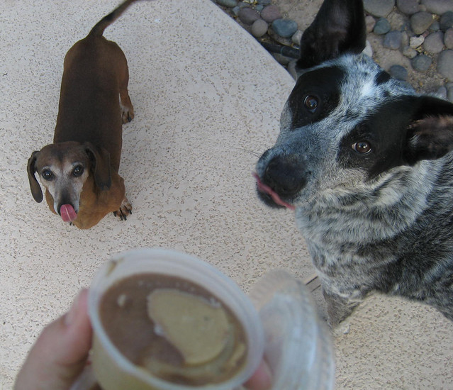 dog pops frosty