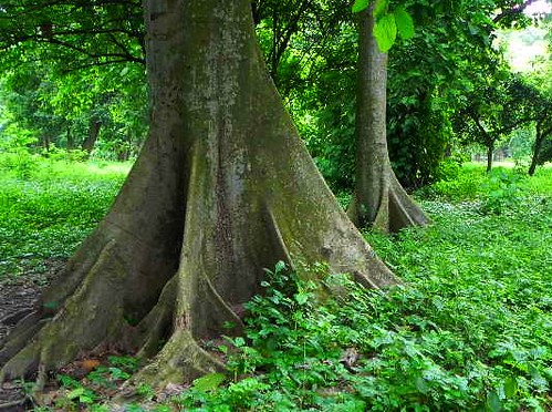 Sunday, July 17 botanical garden 162