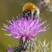 Covered in Pollen