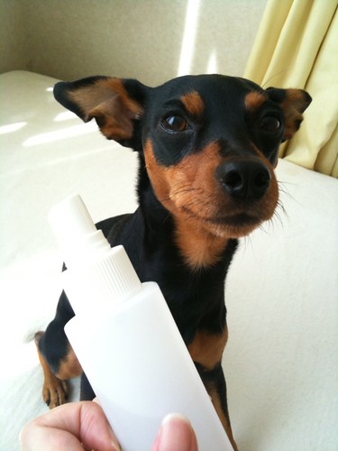 簡単お手軽 ワンコと一緒に使える ハッカ油を使った手作り虫除けスプレー ルーア ブランカグルメ