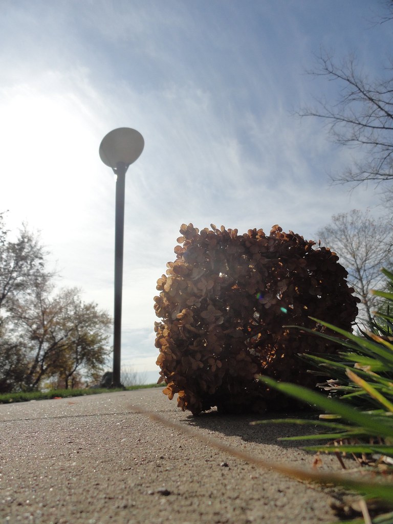 Cincinnati Tumbleweed