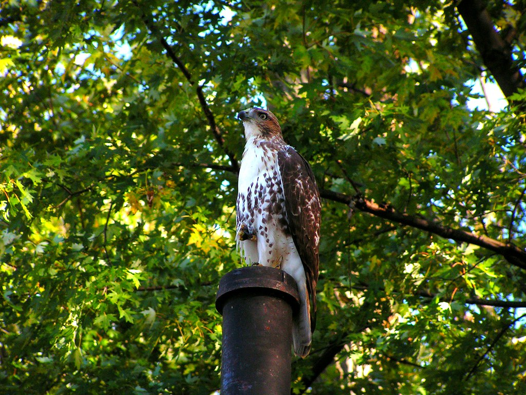 Hawk