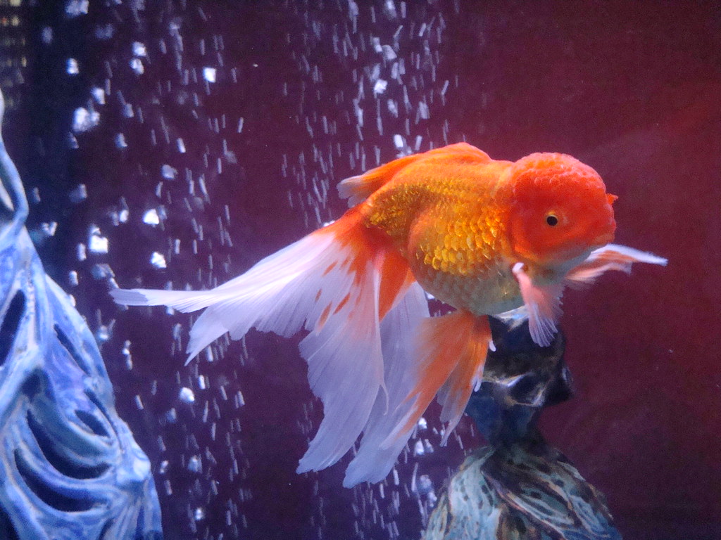 ÎÏÎ¿ÏÎ­Î»ÎµÏÎ¼Î± ÎµÎ¹ÎºÏÎ½Î±Ï Î³Î¹Î± Oranda Red Goldfish