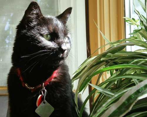 Black cat looks out bay window over spider plant