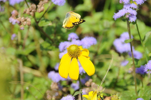 Alfalfa Butterfly female by barnmom42