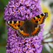 Small Tortoiseshell Butterfly