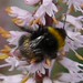 Busy Bee