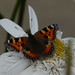 Small Tortoiseshell Butterfly